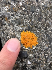 Xanthoria aureola