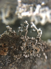 Stereocaulon