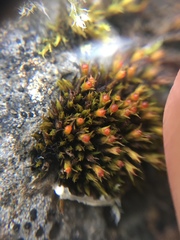 Bryophyta