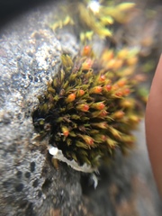 Bryophyta