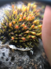 Bryophyta