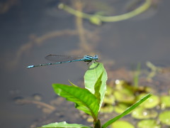 Pseudagrion malabaricum