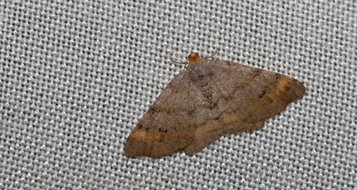 Tawny-barred Angle, Goirle, NL-NB, NL, photo 9 of 10
