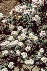 Androsace jacquemontii robusta