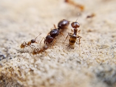 Pheidole pilifera
