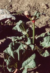 Rheum webbianum