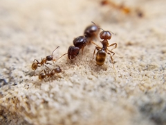 Pheidole pilifera