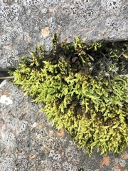 Bryophyta