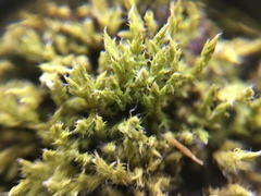 Bryophyta