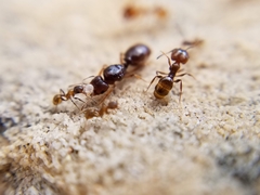 Pheidole pilifera