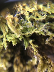 Bryophyta