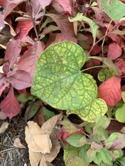 Cercis canadensis