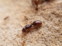 Pheidole pilifera