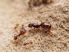 Pheidole pilifera