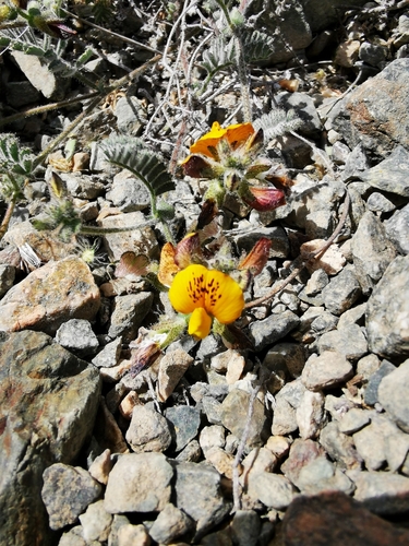 Adesmia eremophila