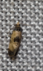 Neocochylis dubitana