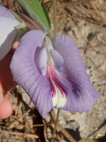 Mauve bell (Clitoria guianensis)