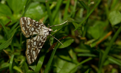 Elophila nymphaeata