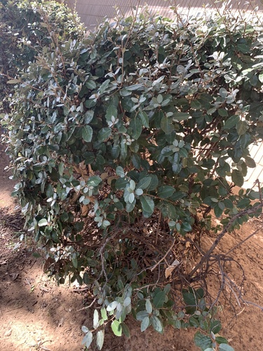 Elaeagnus × reflexa iNat (3)