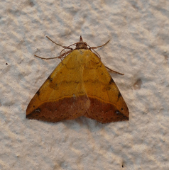 Hemeroplanis floccalis