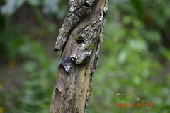 Hamadryas fornax