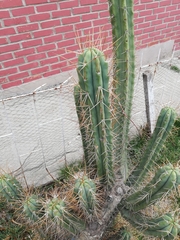 Trichocereus bridgesii