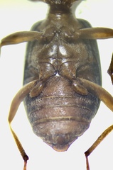 Brachinus ovipennis
