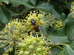 Eristalis pertinax