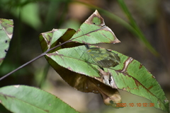 Dismorphia crisia foedora