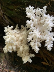 Hericium abietis