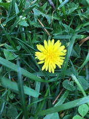 Taraxacum officinale