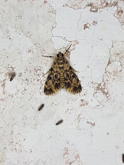 Blepharomastix schistisemalis
