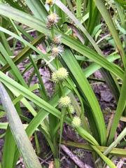 Sparganium emersum