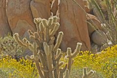 Cylindropuntia wolfii
