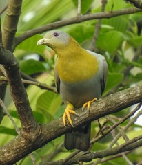 Treron phoenicopterus