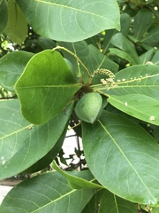 Terminalia catappa