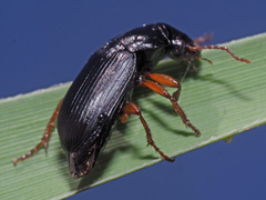 Harpalus laevipes
