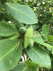 Terminalia catappa