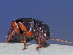 Harpalus laevipes