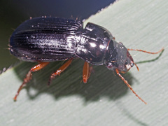 Harpalus laevipes