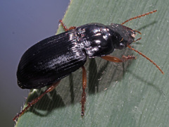 Harpalus laevipes