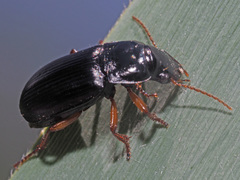 Harpalus laevipes