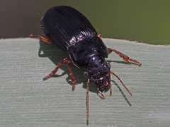 Harpalus laevipes