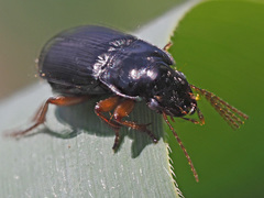 Harpalus laevipes