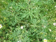 Lupinus pilosus