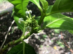 Morinda citrifolia