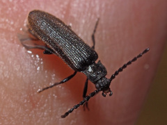 Omalisus fontisbellaquei