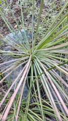 Agave striata