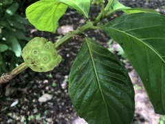 Morinda citrifolia