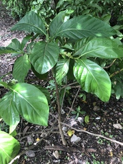 Morinda citrifolia